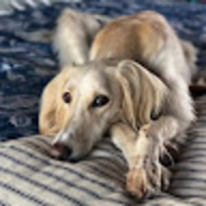 Meet your Posher, Robin